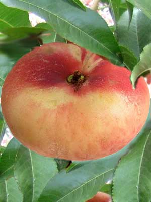 paraguayo_tellerpfirsich_j3