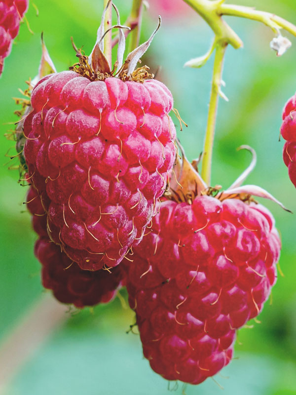 Nahaufnahme der Beeren einer Herbsthimbeere der Sorte Aroma Queen
