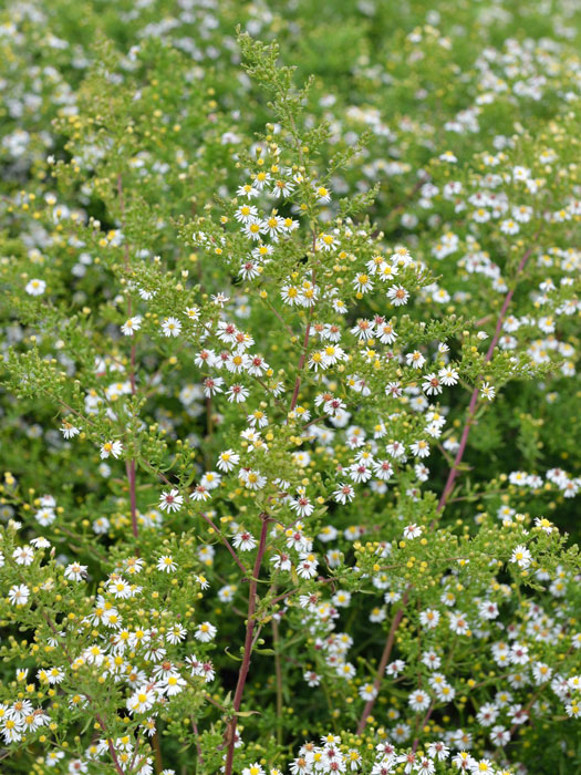 aster-schneetanne