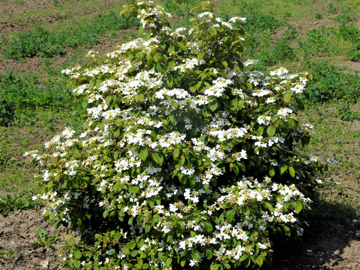viburnum-watanabe-strauch Schneeball Watanabe Wuchs