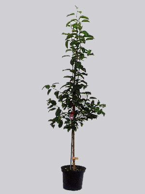 klarapfel-topf Buschbaum im Container