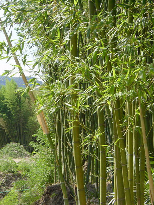 phyllostachys-decora Phyllostachys decora, 'Schöner' Bambus, Pracht-Bambus