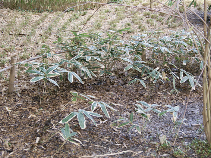 sasa-veitchii-winter