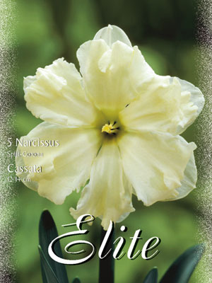 narcissus_cassata_split_cor Schmetterlings-Narzisse 'Cassata' (Art.Nr. 596030)