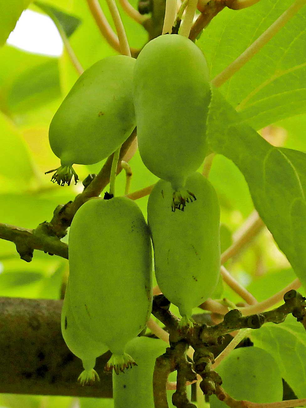 Fruechte der Actinidia Issai
