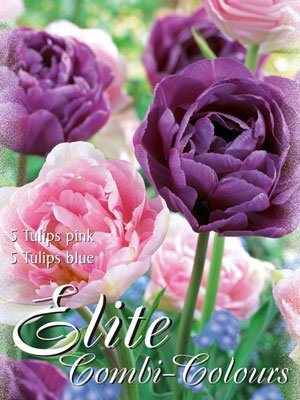 gefuellte_spaete_tulpen_mischung_76941_0 Edle Farbkombination mit späten, gefüllten Tulpen in den Farben rosa und blau (Art.Nr. 598006)