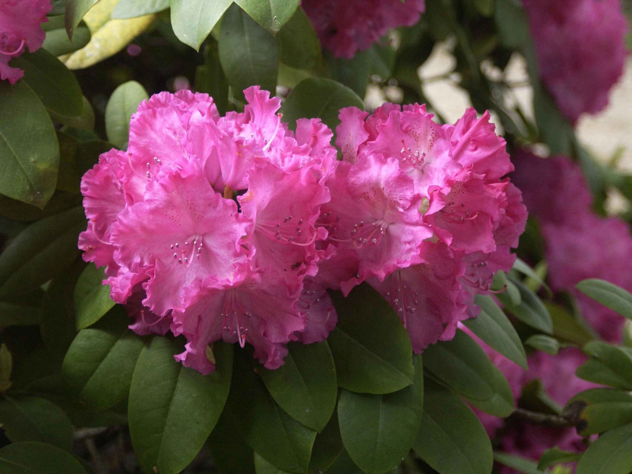 germania-rhododendron Rhododendron 'Germania'