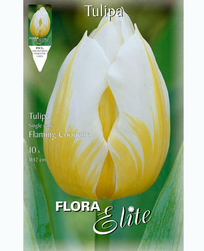 fulpe-flaming-coquette Triumph-Tulpe 'Flaming Coquette' (Art.Nr. 5951100)