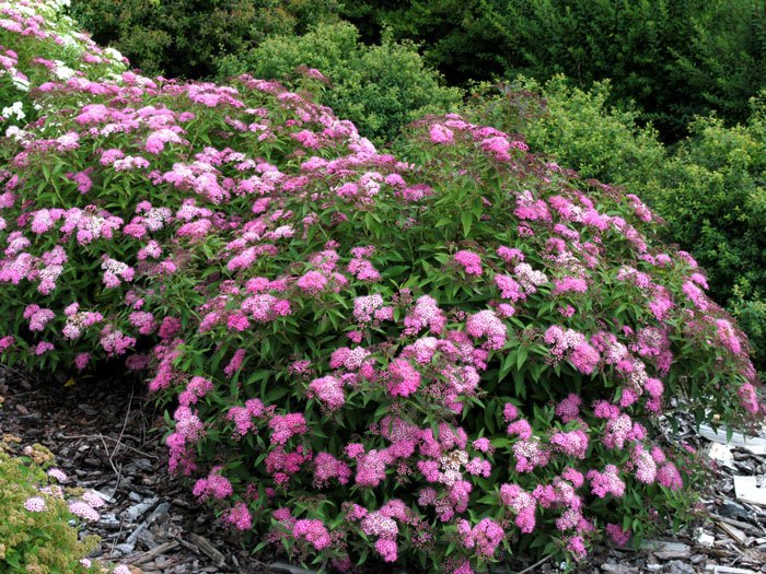 spiraea-shirobana Japanische Zwergspiere Shirobana