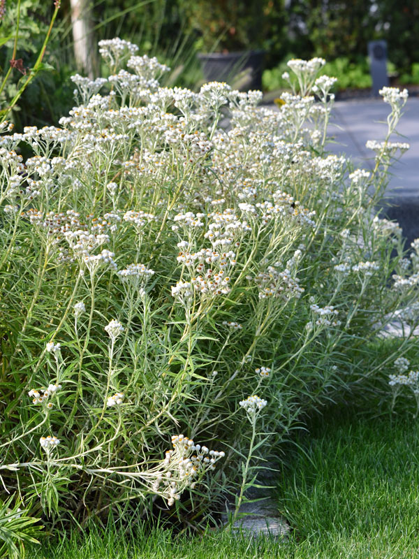 Anaphalis Sommerschnee Wuchs