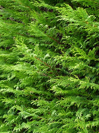 cupressocyparis_leylandii_1_42164_1 Dichter Wuchs der Leylandzypresse