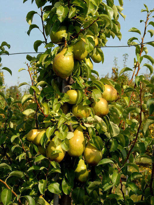 birne-williams-christ55599c0e4764c Birne Williams Christ