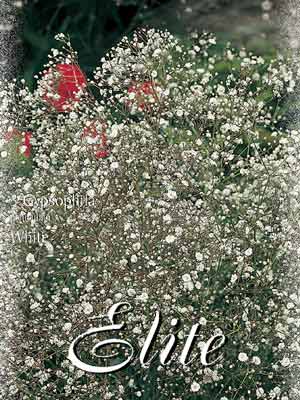 gypsophilla_weiss Schleierkraut 'White', Gypsophila paniculata (Art.Nr. 521408)