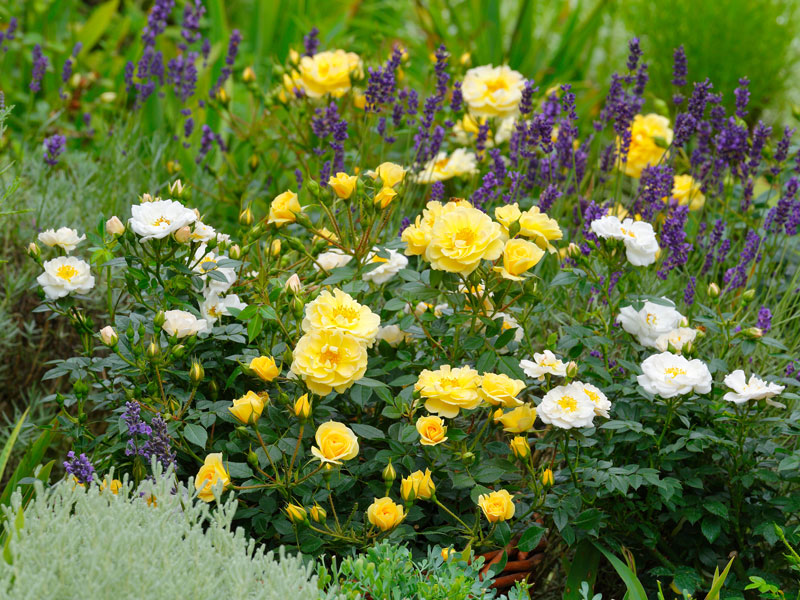 Bodendeckerrose 'Bienenweide-Gelb' ® - Tantau Bodendeckerrose 'Bienenweide-Gelb' ® - Tantau