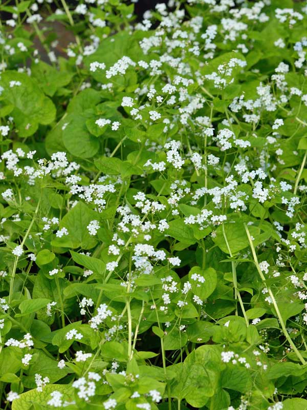 Brunnera Betty Bowring