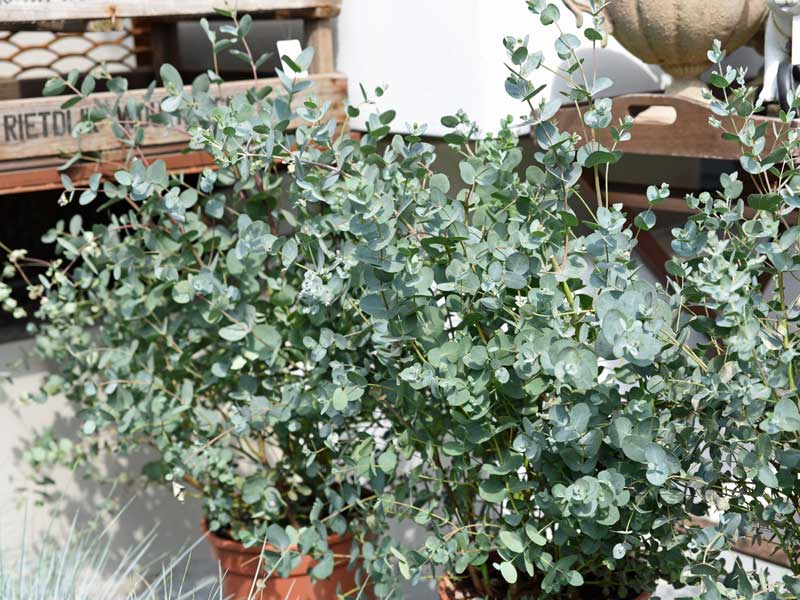 Eukalyptus im Topf gepflanzt auf einer Terrasse