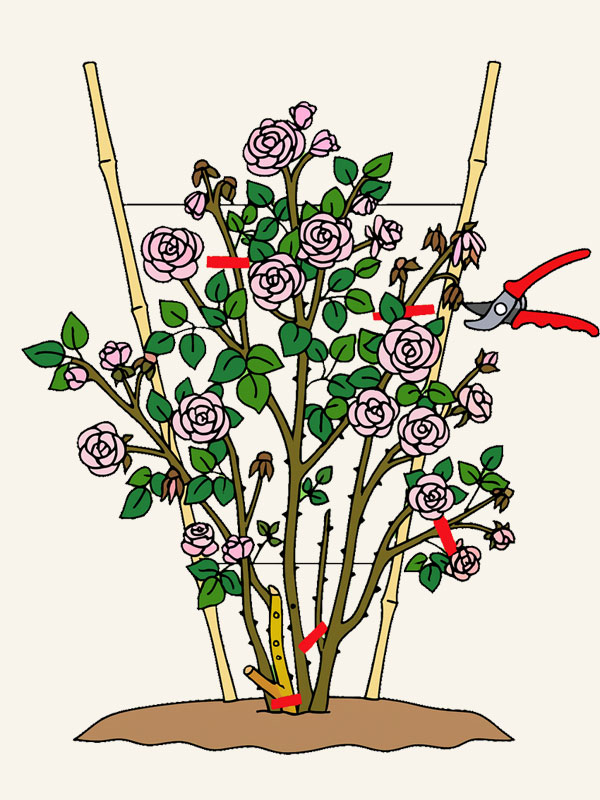 Anleitungsskizze zum Rueckschnitt von Strauchrosen