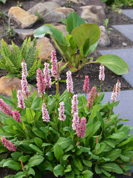 bistorta-darjeeling-red Bistorta (syn. Polygonum) affine 'Darjeeling Red' (syn. auch Persicaria), roter Teppich-Knöterich, Wiesenknöterich