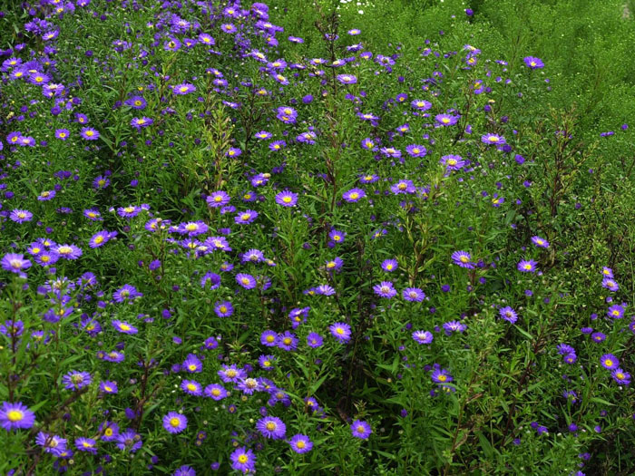 schoene-von-dietlikon