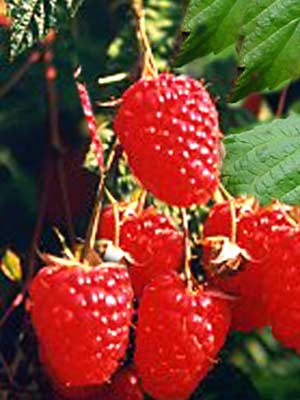 elida_himbeere_j Sommerhimbeere 'Elida' ®