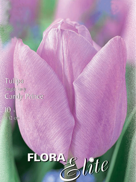 jpg_82243_0 Einfache frühe Tulpe 'Candy Prince' (Art.Nr. 595102)