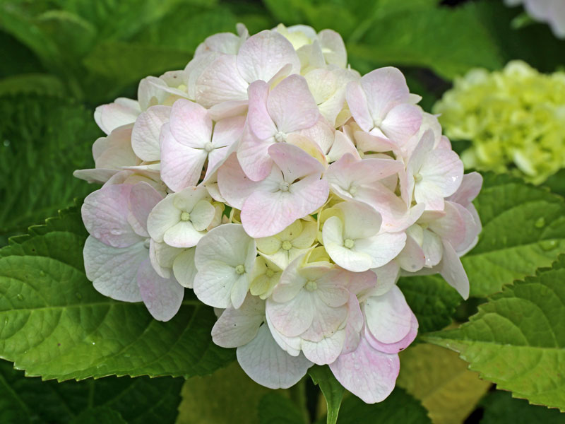 Nahaufnahme der Bluete einer Ballhortensie Madame E. Moulliere
