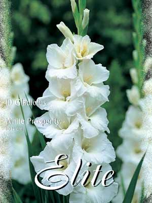 gladwhiteprosperity_76385_0 Großblumige Gladiole 'White Prosperity', Gladiolus (Art.Nr. 521322)