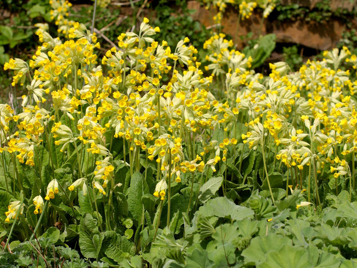 echte-schluesselblume