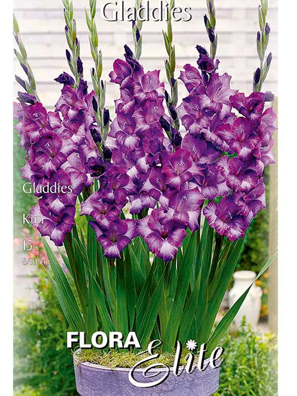 Kurzstielige Gladiole - Gladdies 'Kim'