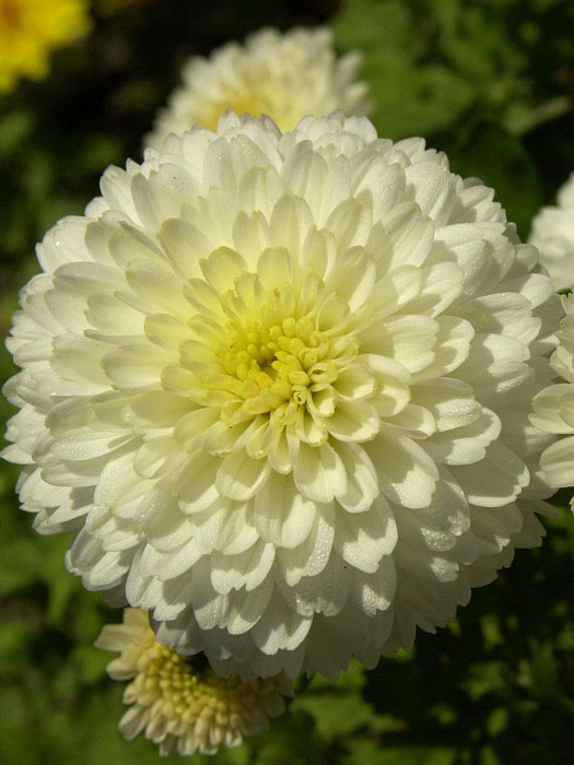 chrysanthemum-white Chrysanthemum x hortorum 'White Bouquet', Winteraster, Gartenchrysantheme