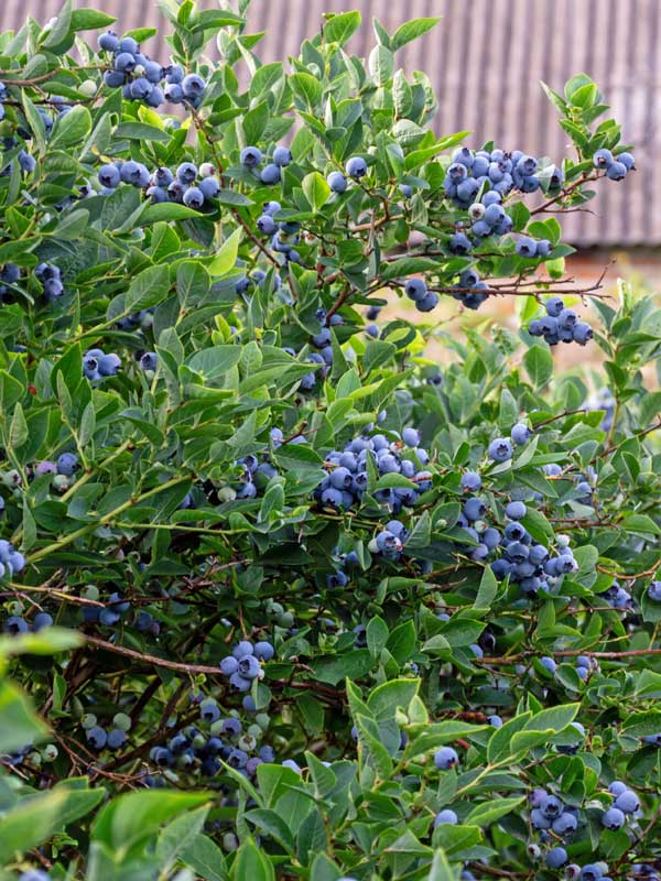 Heidelbeerstrauch der Sorte Berkeley mit Beeren