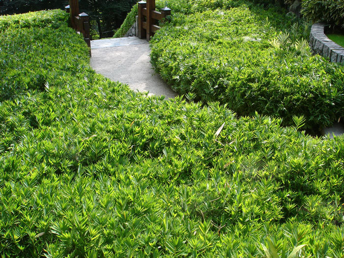 pleioplastus-distichus-blatt