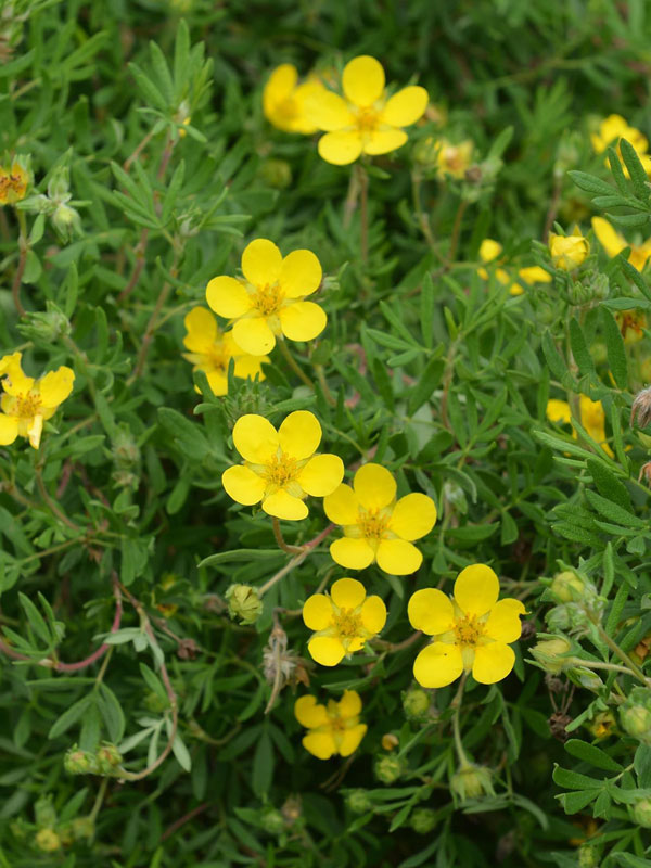 Potentilla fruticosa, Fünffingerstrauch