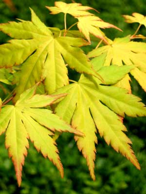 ahorn-orange-dream Zweifarbiges Blatt des Fächerahorns 'Orange Dream'