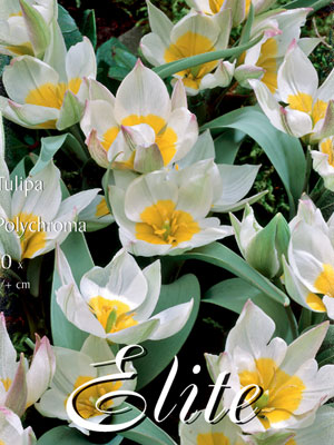 polychroma Botanische Tulpe 'Polychroma' (Art.Nr. 595664)