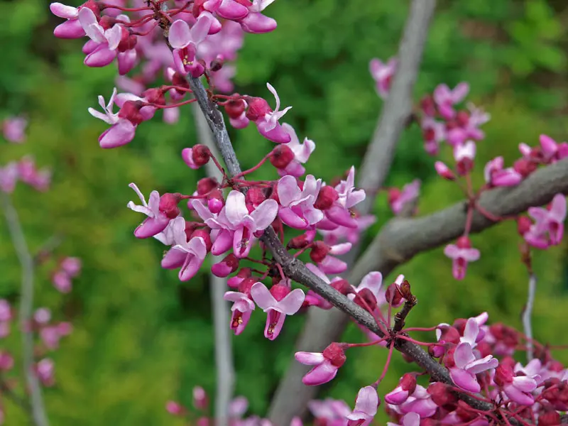 Cercis canadensis 'Forest Pansy', Kanadischer Judasbaum - Hochstamm  - XXL-Produkt Cercis canadensis 'Forest Pansy', Kanadischer Judasbaum - Hochstamm  - XXL-Produkt