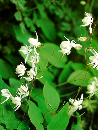 epimedium_grandiflorum_2_79_79513_0 Weiße Blütenstände und sattgrünes Blattwerk