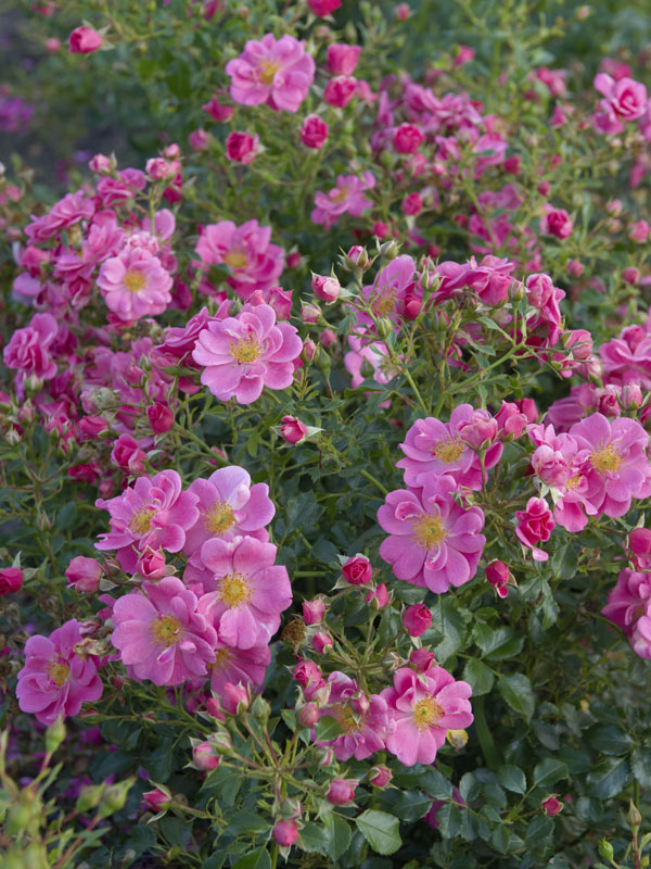 Bienenweide-R-Rosa-2 Bodendeckerrose 'Bienenweide-Rosa' ® - Tantau