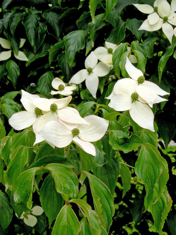 Blueten und Blaetter des Japanischer Blumenhartriegels