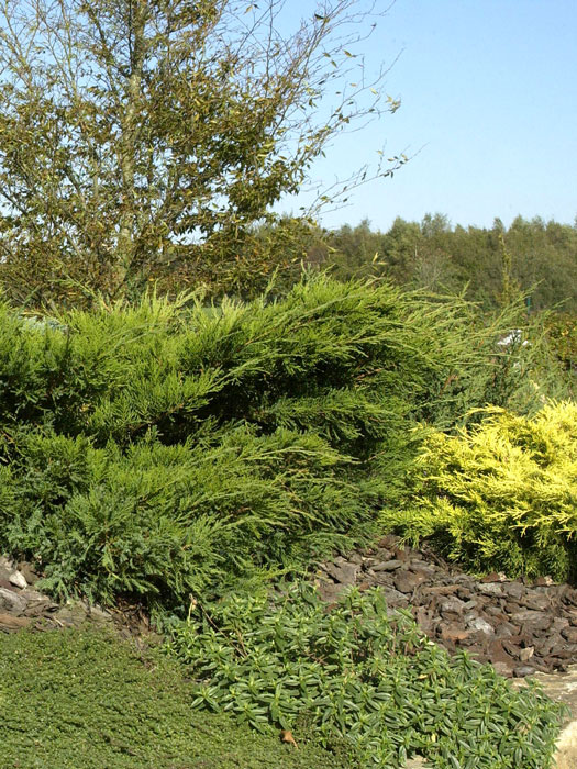 juniperus-mint-julep Grüner Strauchwacholder Mint Julep