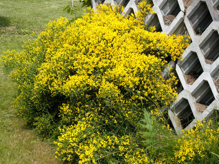 genista-lydia Der Balkan-Ginster