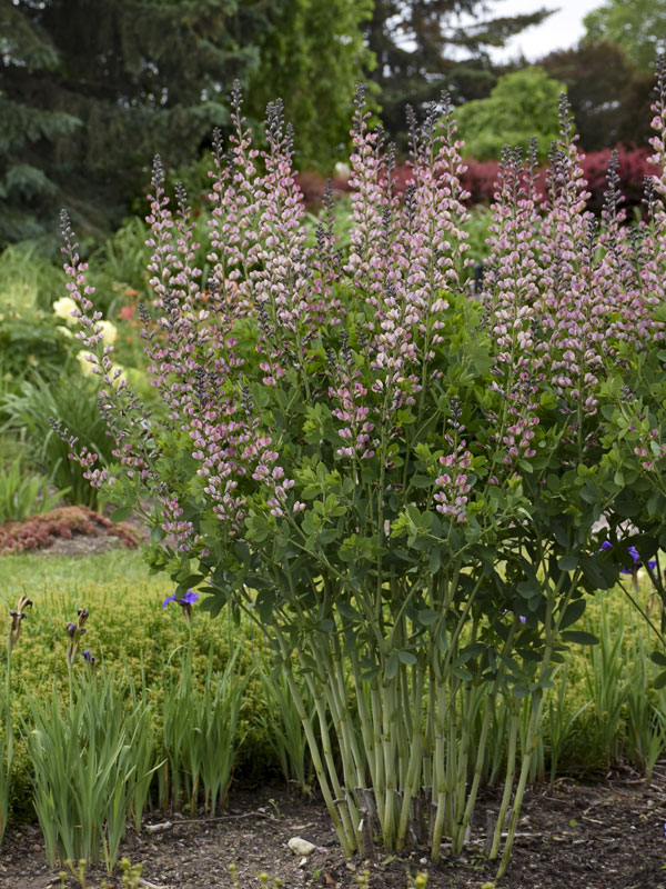 Indigo-Lupine 'Pink Truffles' in einem Beet mit anderen Stauden