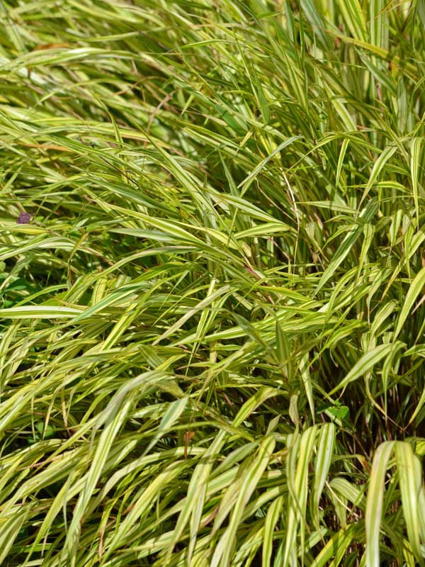 Blaetter des Japanischen Gold Berggrases