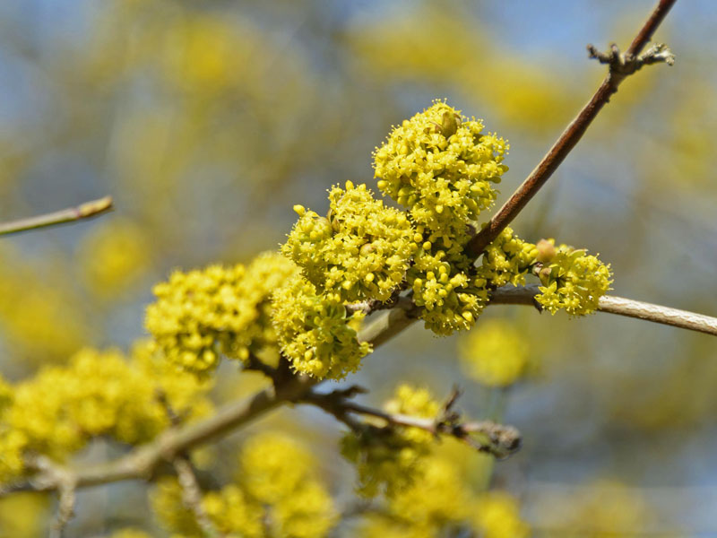 Porträt Blüten Cornus mas Portraetbild des Bluetenaustriebs der Kornelkirsche