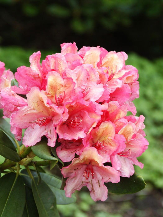 alpenrose-brasilia Rhododendron 'Brasilia'