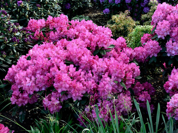 rhododendron-anastasia Rhododendron 'Anastasia'
