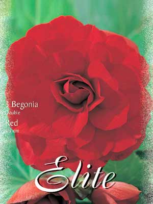 beg_gef_rot Riesenblumige Begonie 'Red', Begonia gigantea (Art.Nr. 520838)