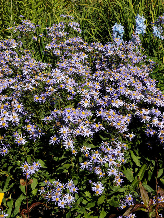 wunder-von-staefa-aster Aster frikartii 'Wunder von Stäfa', Berg-Aster, Sommer-Aster