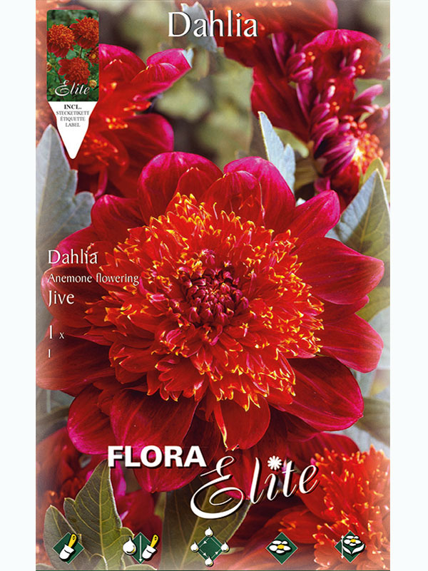 dahlie-jive Anemonenblütige Dahlie 'Jive', Dahlia (Art.Nr.5206470)