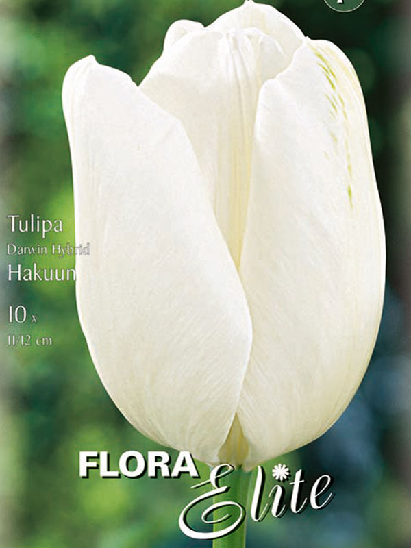 Weiße stark duftende Darwin Tulpe Hakuun